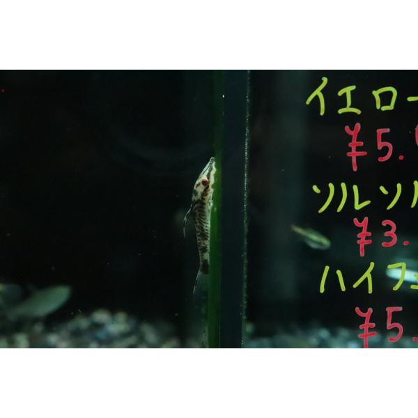バンパイアオトシン 'ブラック'